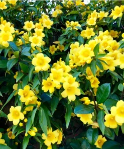 Carolina Jasmine Plant 3-4in Pot Fragrant Vine Garden Decor