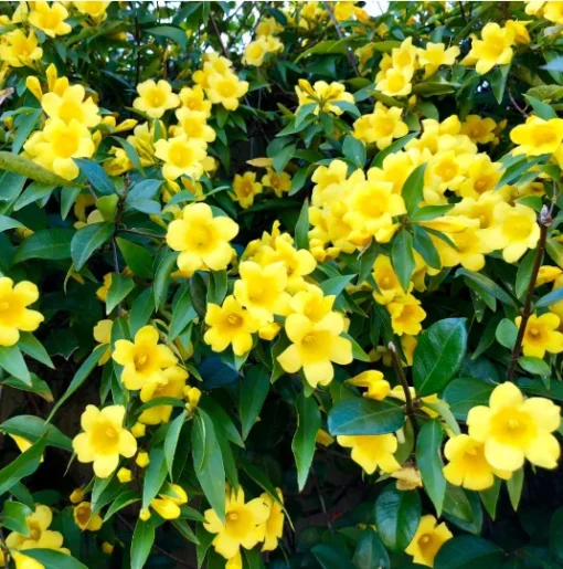 Carolina Jasmine Plant 3-4in Pot Fragrant Vine Garden Decor