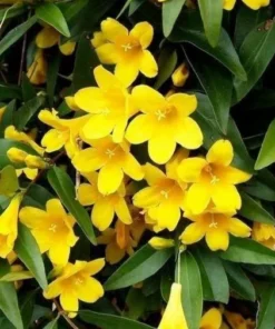 Carolina Jasmine Plant 3-4in Pot Fragrant Vine Garden Decor