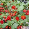 Carolina Reaper Pepper Plants - Pack of 2 Red Hot Seedlings In Pot