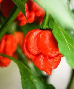 Carolina Reaper Pepper Plants - Pack of 2 Red Hot Seedlings In Pot