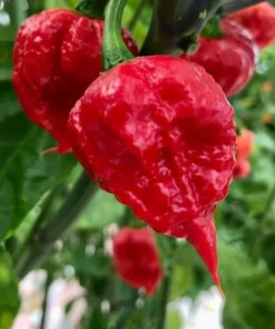 Carolina Reaper Pepper Plants - Pack of 2 Red Hot Seedlings In Pot