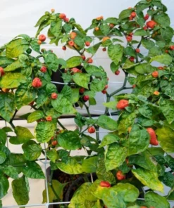 Carolina Reaper Pepper Plants - Pack of 2 Red Hot Seedlings In Pot