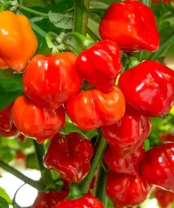 Carolina Reaper Pepper Plants - Pack of 2 Red Hot Seedlings In Pot