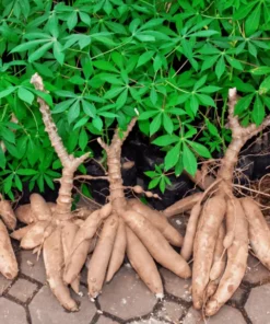 Casava Yucca Plant Potted - 8-10 Inches - Tropical Accent