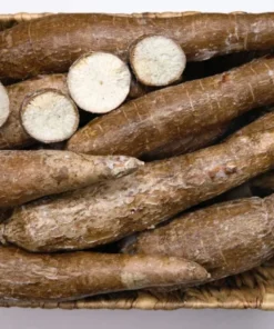 Casava Yucca Plant Potted - 8-10 Inches - Tropical Accent