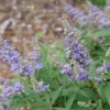 Chaste Tree - Vitex agnus castus - 3-4" Pot - Flowering Shrub