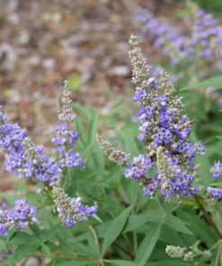 Chaste Tree - Vitex agnus castus - 3-4" Pot - Flowering Shrub