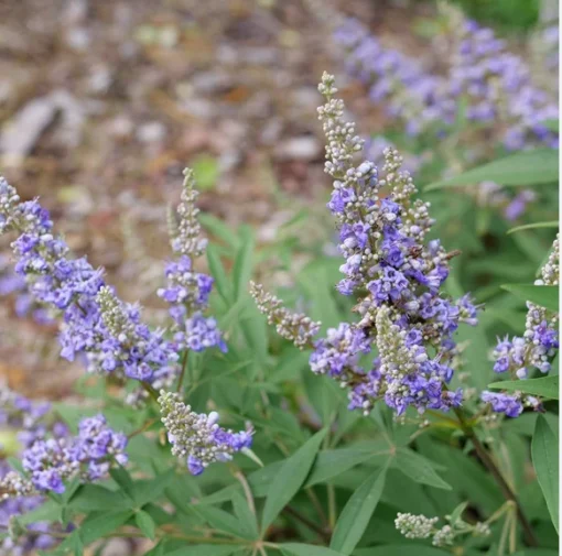 Chaste Tree - Vitex agnus castus - 3-4" Pot - Flowering Shrub