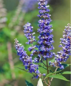 Chaste Tree - Vitex agnus castus - 3-4
