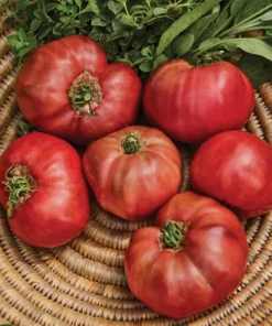 Cherokee Purple Tomato Plant - 2 Pack Large Slicing Tomato Live Plant