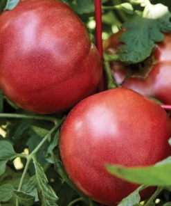 Cherokee Purple Tomato Plant - 2 Pack Large Slicing Tomato Live Plant