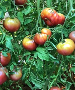 Cherokee Purple Tomato Plant - 2 Pack Large Slicing Tomato Live Plant