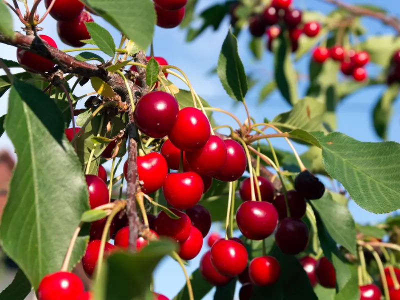 Best Fruit Trees to Plant in Spring: A Complete Guide