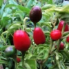 Hot Chiltepin Tepin Pepper Plant Live, 85 Days Old Hot Pepper Plant Chili Pepper for Planting Mini Peppers Plant, Hot Chile Pepper Plants