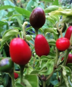 Hot Chiltepin Tepin Pepper Plant Live, 85 Days Old Hot Pepper Plant Chili Pepper for Planting Mini Peppers Plant, Hot Chile Pepper Plants
