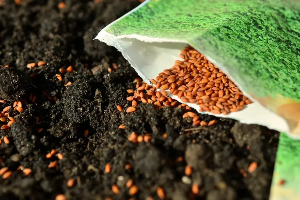 7 Seed Sowing Tips for Beginners