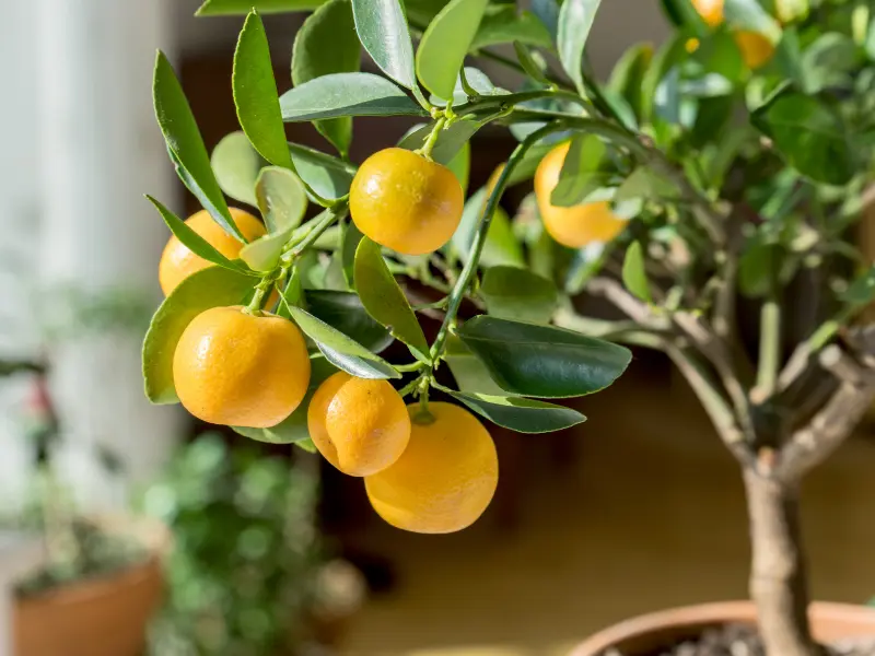 Best Fruit Trees to Plant in Spring: A Complete Guide