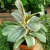 Cordyline Andrea Starter Plant - Tropical Foliage - Easy Care Unpotted
