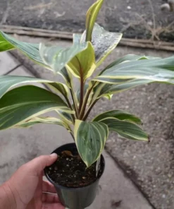 Cordyline Andrea Starter Plant - Tropical Foliage - Easy Care Unpotted