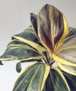 Cordyline Andrea Starter Plant - Tropical Foliage - Easy Care Unpotted