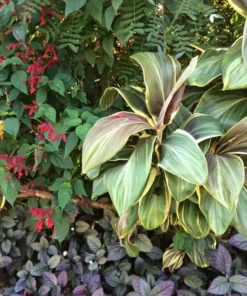 Cordyline Andrea Starter Plant - Tropical Foliage - Easy Care Unpotted