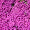 Creeping Phlox Pink Live Plant - 4 Inch Pot Size Ground Cover