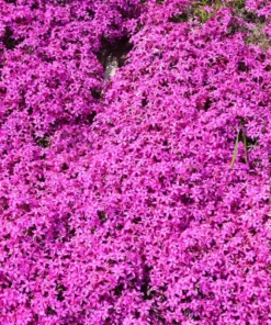 Creeping Phlox Pink Live Plant - 4 Inch Pot Size Ground Cover