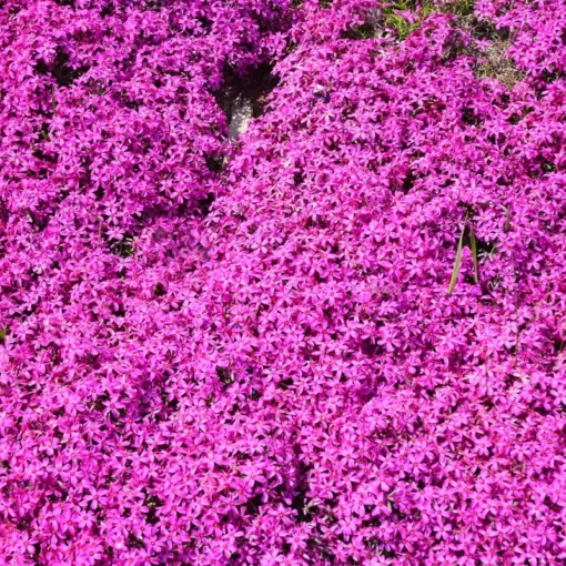 Creeping Phlox Pink Live Plant - 4 Inch Pot Size Ground Cover