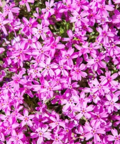 Creeping Phlox Pink Live Plant - 4 Inch Pot Size Ground Cover