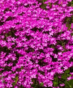 Creeping Phlox Pink Live Plant - 4 Inch Pot Size Ground Cover