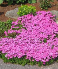 Creeping Phlox Pink Live Plant - 4 Inch Pot Size Ground Cover