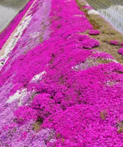 Creeping Phlox Pink Live Plant - 4 Inch Pot Size Ground Cover