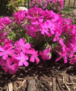 Creeping Phlox Pink Live Plant - 4 Inch Pot Size Ground Cover