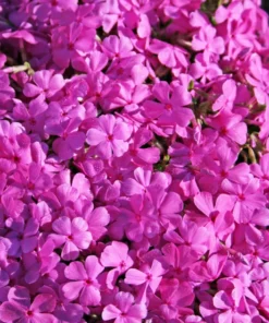 Creeping Phlox Pink Live Plant - 4 Inch Pot Size Ground Cover