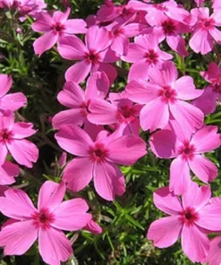 Creeping Phlox Pink Live Plant - 4 Inch Pot Size Ground Cover