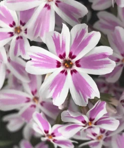 Creeping Phlox Pink White Live Plant 4-6 inch Tall Garden Flower