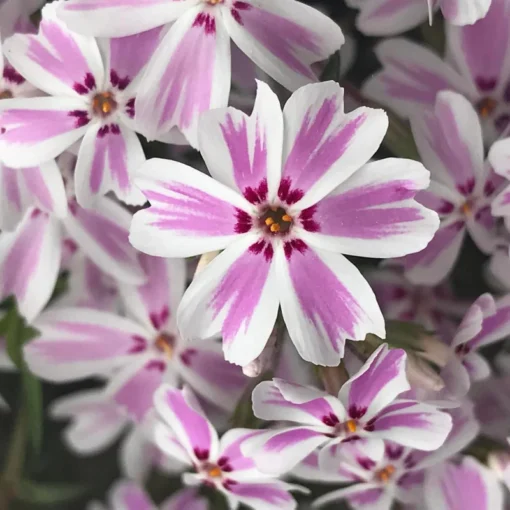 Creeping Phlox Pink White Live Plant 4-6 inch Tall Garden Flower