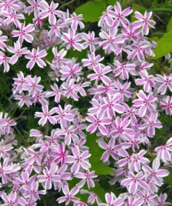 Creeping Phlox Pink White Live Plant 4-6 inch Tall Garden Flower