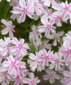 Creeping Phlox Pink White Live Plant 4-6 inch Tall Garden Flower