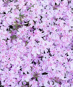 Creeping Phlox Pink White Live Plant 4-6 inch Tall Garden Flower