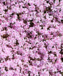 Creeping Phlox Pink White Live Plant 4-6 inch Tall Garden Flower