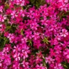 Creeping Phlox Red Plant - 4 Inch Pot - Ground Cover Flower