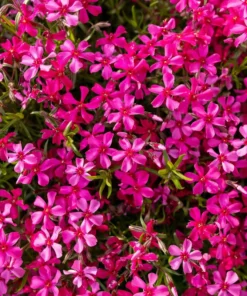 Creeping Phlox Red Plant - 4 Inch Pot - Ground Cover Flower