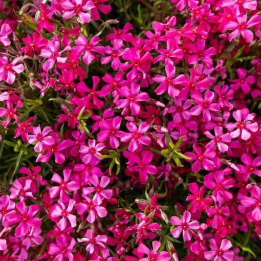 Creeping Phlox Red Plant - 4 Inch Pot - Ground Cover Flower