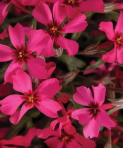 Creeping Phlox Red Plant - 4 Inch Pot - Ground Cover Flower