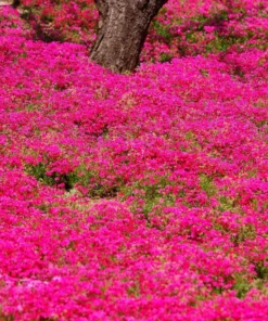 Creeping Phlox Red Plant - 4 Inch Pot - Ground Cover Flower