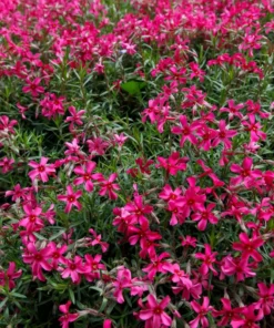 Creeping Phlox Red Plant - 4 Inch Pot - Ground Cover Flower