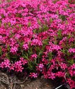 Creeping Phlox Red Plant - 4 Inch Pot - Ground Cover Flower