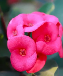 Crown of Thorns Flower Plant Pink Euphorbia Milii Live Plant 5-6 Inches Rooted Cactus